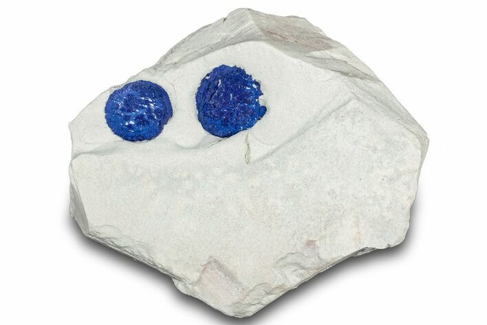 Vibrant Blue Azurite Suns on Siltstone - Australia #318794